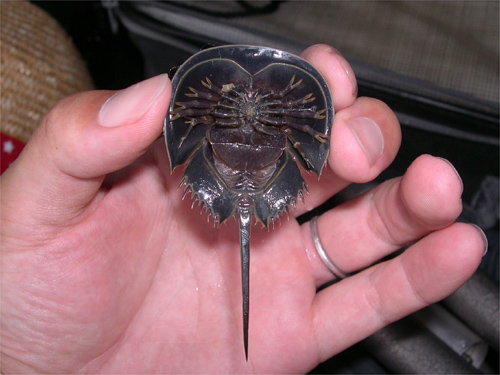 カブトガニの腹側