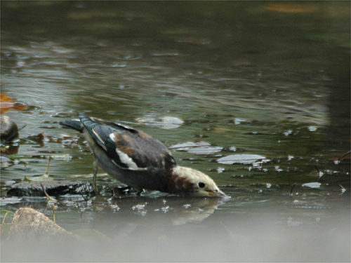 コムク水飲
