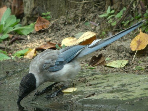 オナガ水飲み