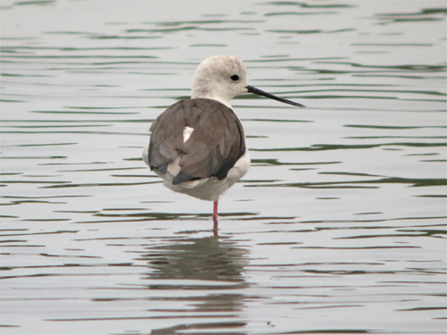 東京港野鳥公園セイタカ雌
