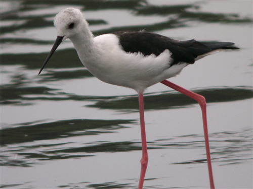 東京港野鳥公園セイタカ雄